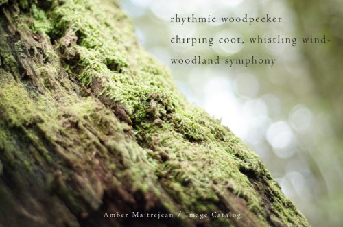 Naviarhaiku125-rhythmic-woodpecker