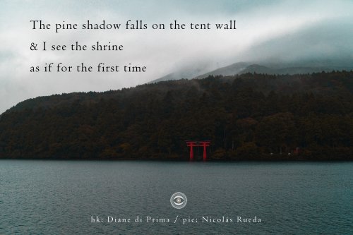 aviarhaiku242-–-The-pine-shadow-falls-on-the-tent-wall-scaled