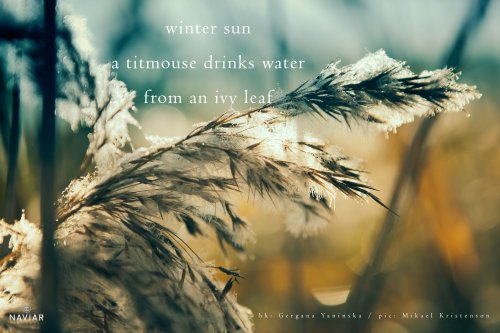 naviarhaiku260-–-winter-sun-scaled